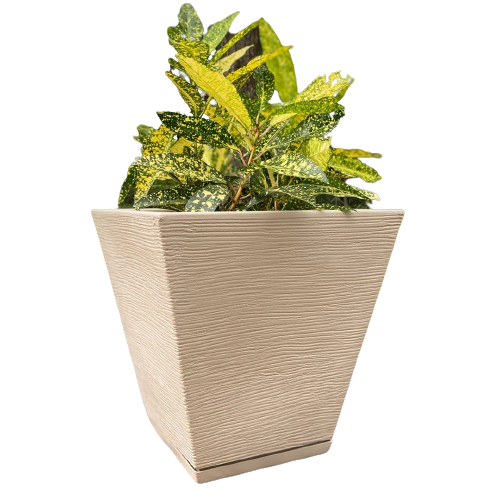 Plantera Grafiato 34 Beige ZURIQUE